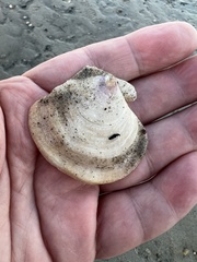 Placopecten magellanicus