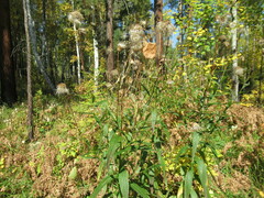 Cirsium serratuloides