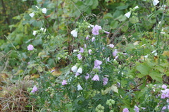 Malva alcea