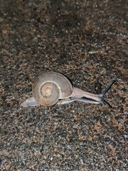 Ariophanta exilis