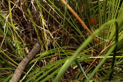 Calochilus grandiflorus