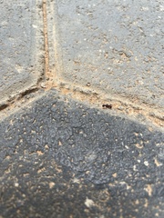 Pheidole megacephala