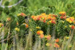 Leucospermum oleifolium