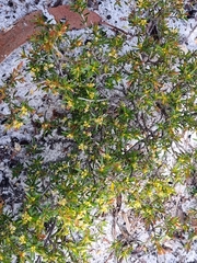 Pseudanthus orientalis