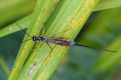 Dolichomitus irritator