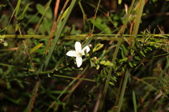 Philotheca queenslandica