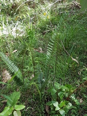 Pellaea falcata