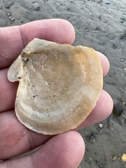 Placopecten magellanicus