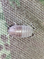 Porcellio dispar