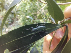 Naupactus auricinctus