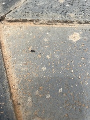 Pheidole megacephala