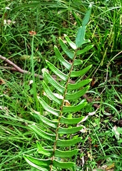 Pellaea falcata