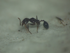 Pheidole latinoda