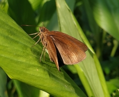 Ancistroides nigrita