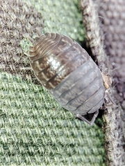 Porcellio dispar