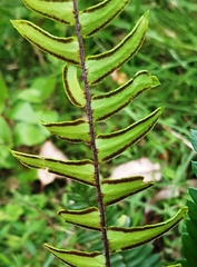 Pellaea falcata