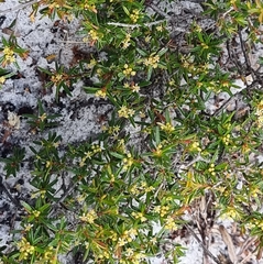 Pseudanthus orientalis