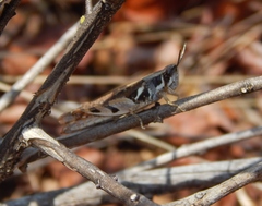Phaeocatantops solitarius