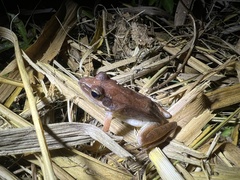 Rana longicrus