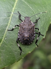 Halyomorpha