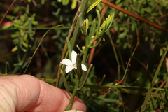 Philotheca queenslandica