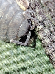 Porcellio dispar