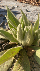 Verbascum thapsus