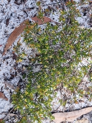 Pseudanthus orientalis