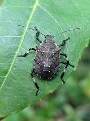 Halyomorpha