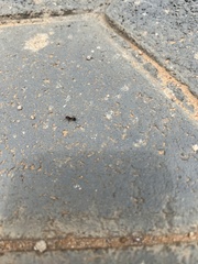 Pheidole megacephala