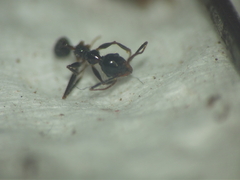 Pheidole latinoda