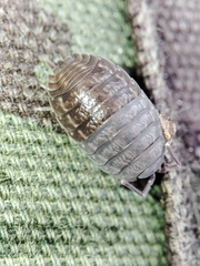 Porcellio dispar