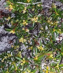 Pseudanthus orientalis