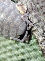 Porcellio dispar