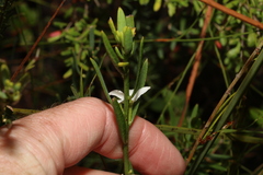 Philotheca queenslandica