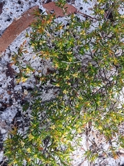 Pseudanthus orientalis