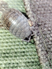Porcellio dispar