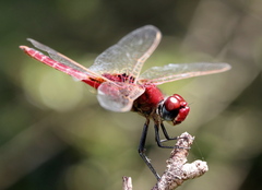 Urothemis assignata