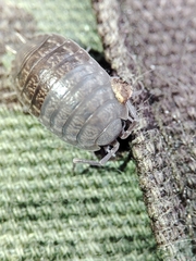 Porcellio dispar