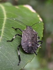 Halyomorpha