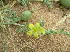 Citrullus ecirrhosus image