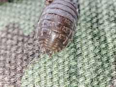 Porcellio dispar