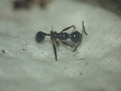 Pheidole latinoda