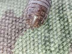 Porcellio dispar