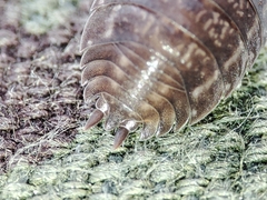 Porcellio dispar