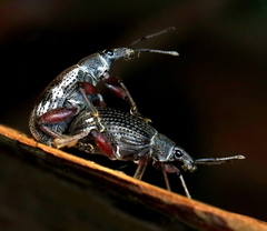 Catamonus melancholicus