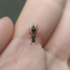 Protopolybia exigua