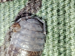 Porcellio dispar