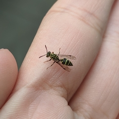 Protopolybia exigua