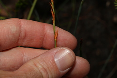 Eurychorda complanata